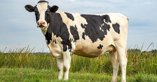 Couverture de l'article : TricTrac est dans le pré