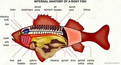 Couverture de l'article : Poisson d'avril
