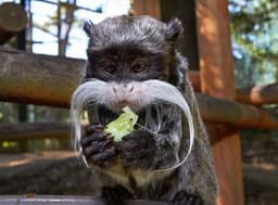 Portrait de : Imperator Saguinus