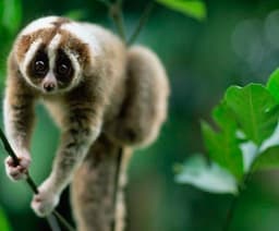 Portrait de : loris loris