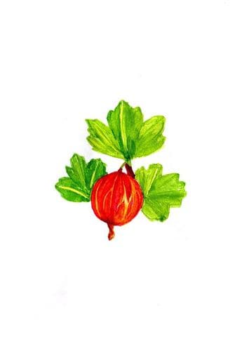 Boîte du jeu : Gooseberry