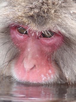 Portrait de : Fuscata Macaca