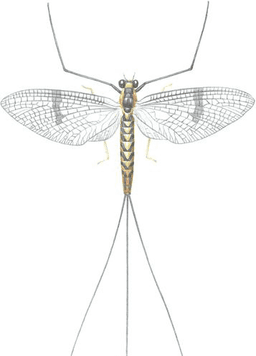 Couverture de Mayfly